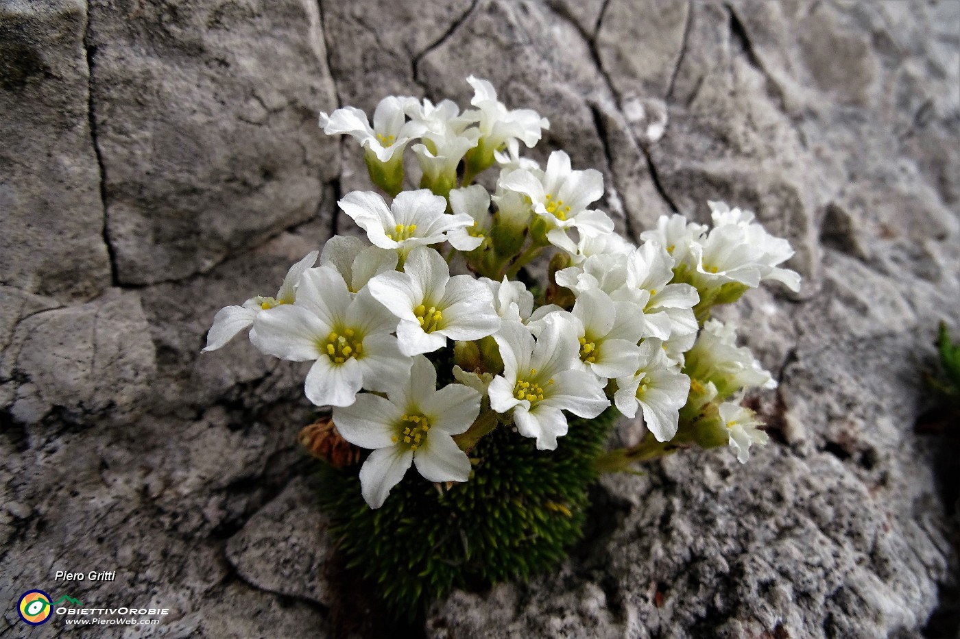 53 Sassifraga di Vandelli (Saxifraga Vandellii).JPG